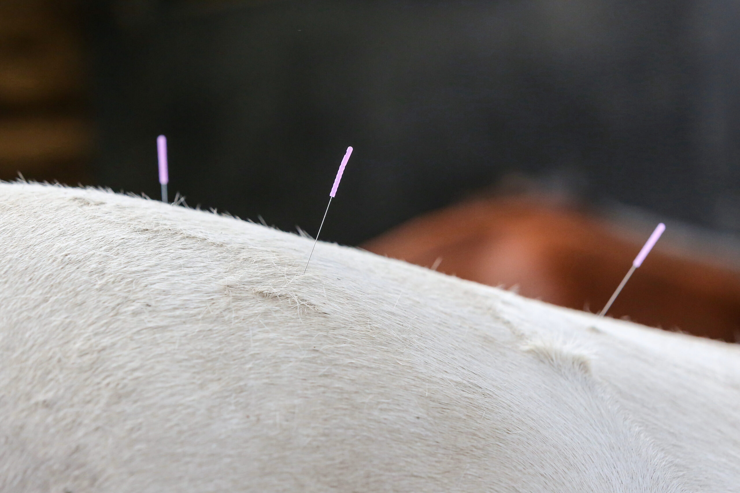 Equine Acupuncture & Chiropody
