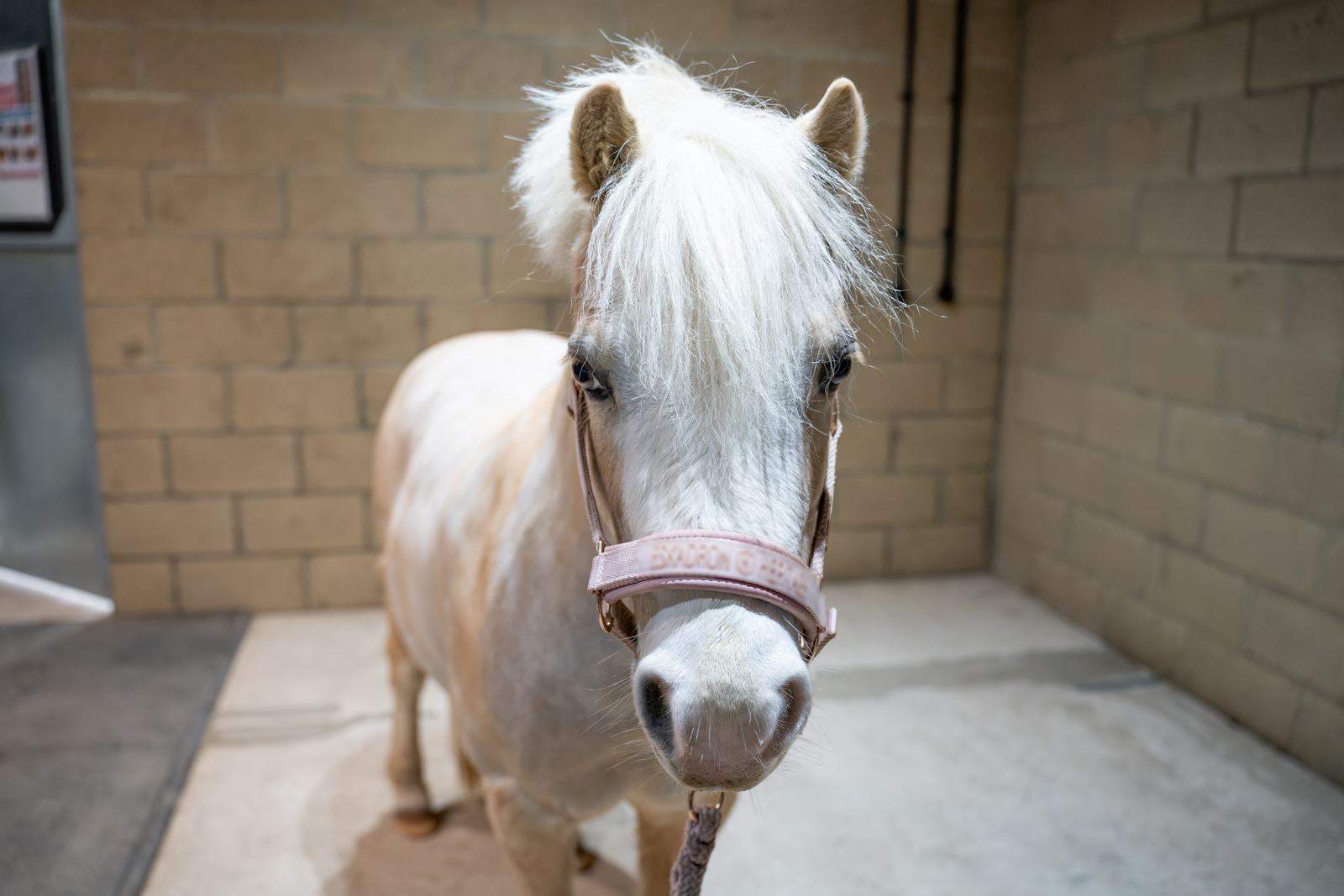 Equine Exports