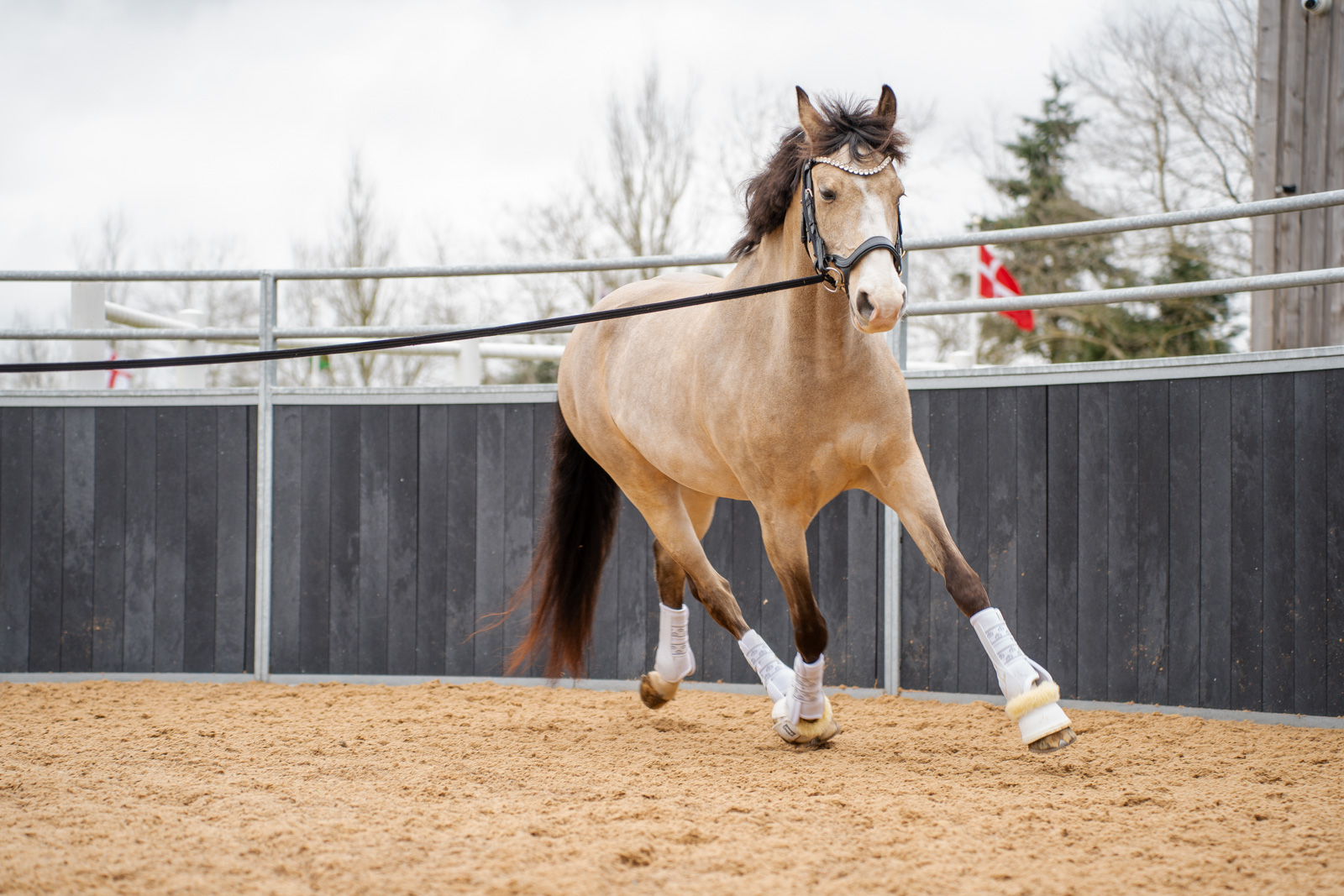 Lameness Investigations