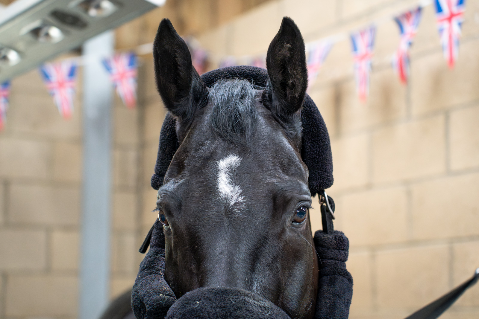 EquiVet (Web) 069