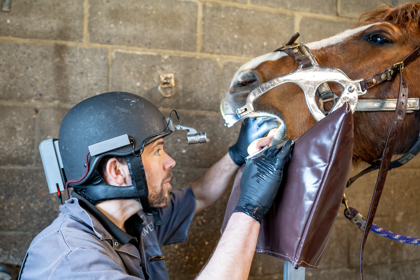 Routine & Remedial Equine Dentistry