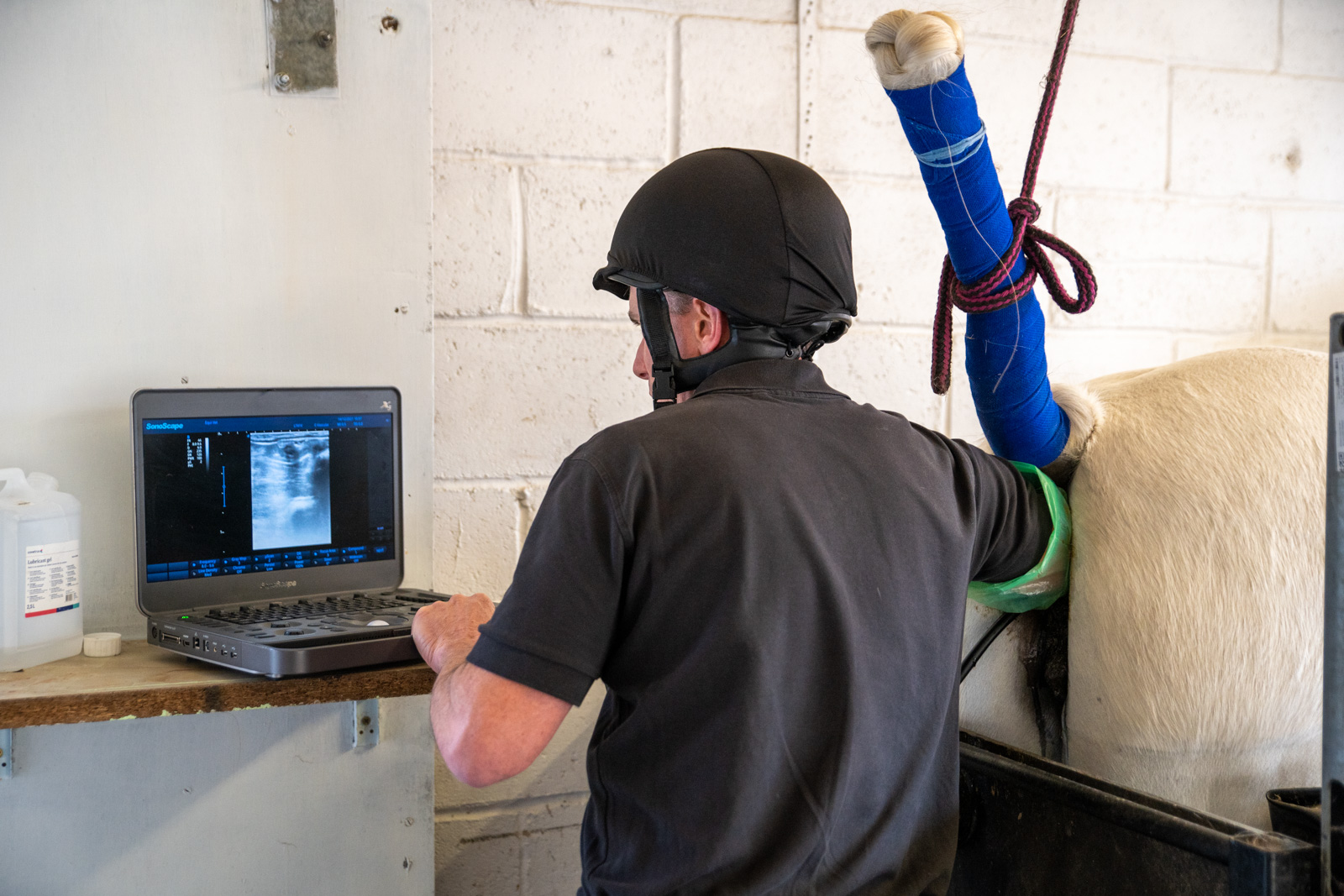 Equine Reproductive Services