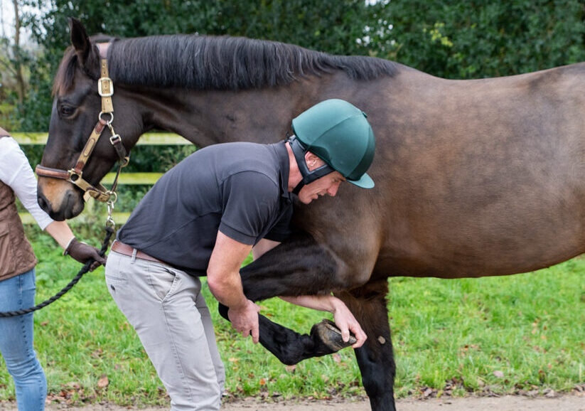 Routine Visits & Equine Examinations